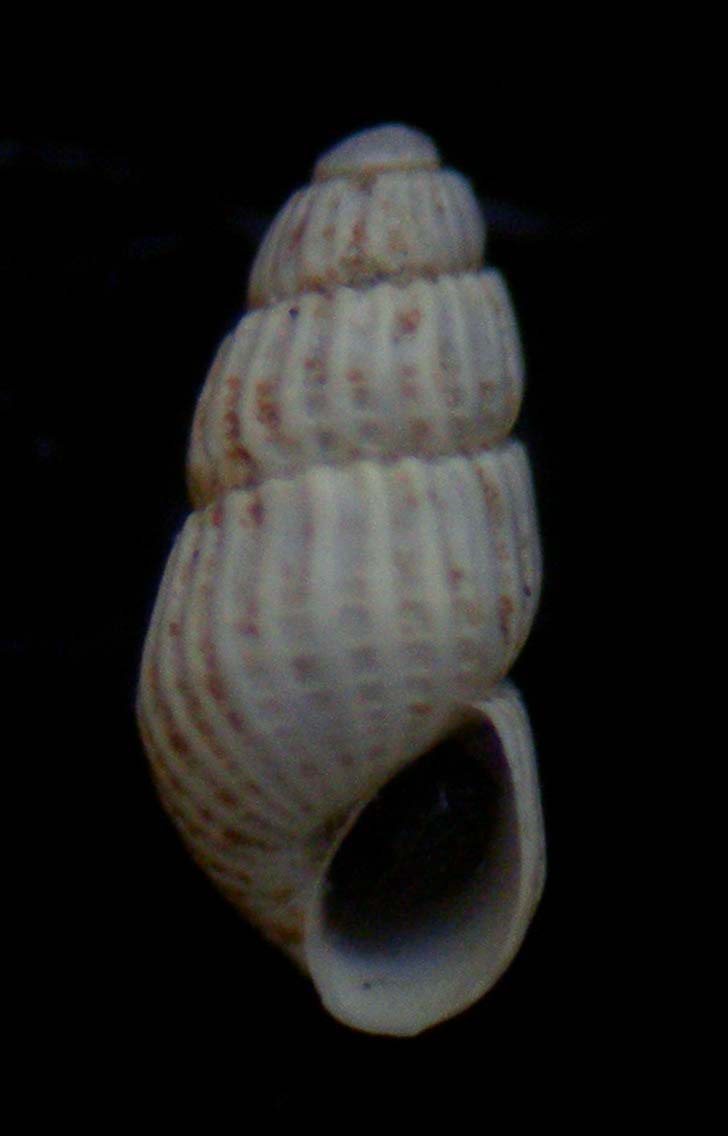 Chrysallida palazzii